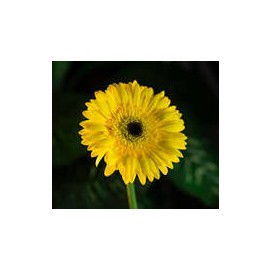 국내산 베니하루카 달수고구마 5kg 특상